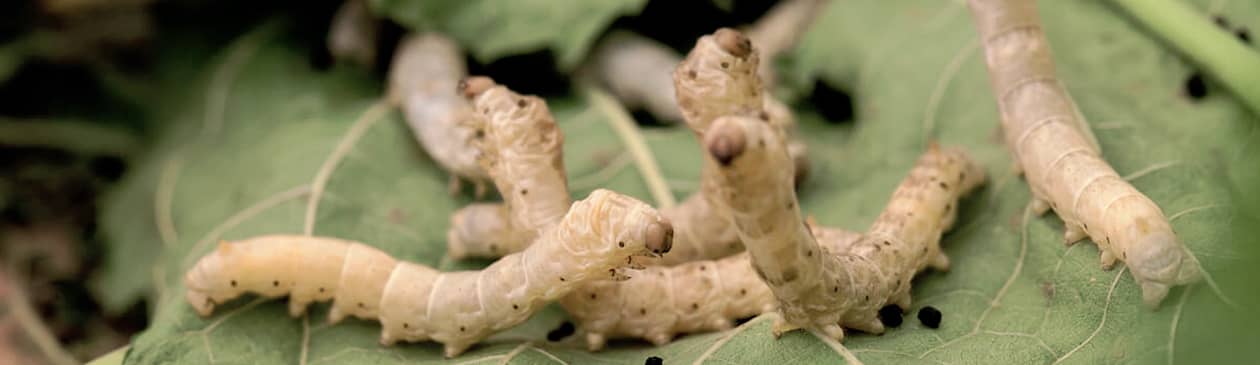 silkworm کرم ابریشم زنده عمده